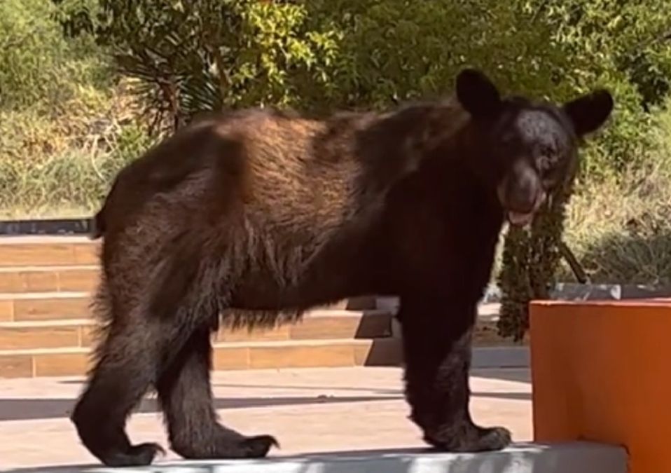 Oso en la Facultad de Comunicación | Especial