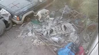 Perros sobreviven tras haber sido abandonados en taller mecánico de Torreón