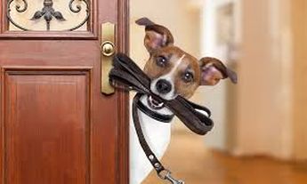 Los paseos ayudan a mantener en buen estado la salud mental y física de los perros.