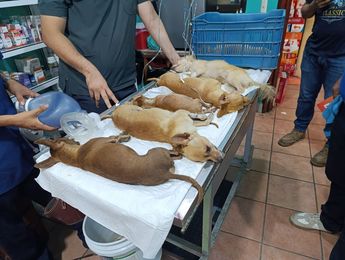 Los perros que consumieron el veneno fueron llevados a una clínica veterinaria en Oaxaca / Wilmer Gil López