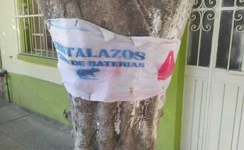 Árbol localizado en calle 13 de Septiembre