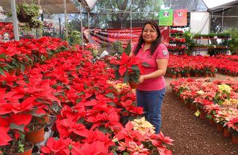Los precios de la flor de Nochebuena van desde los 25 y hasta los 400 pesos / Melanie Torres