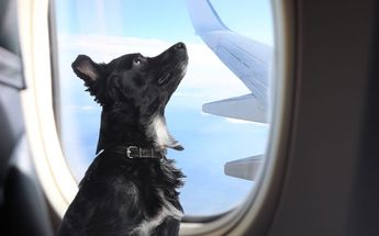 Es importante conocer los términos y condiciones de la transportación para mascotas en aviones.