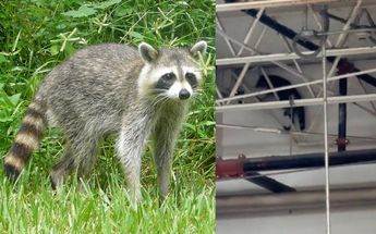 Así se ve un mapache y el animal hallado en Costco. | Especial