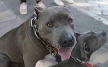 Aunque los perros de raza pitbull no son agresivos por naturaleza, algunas personas los entrenan para agredir | Agencia Es Imagen