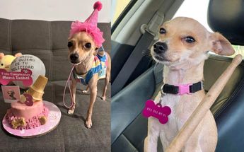 Presuntamente, unas personas se encargarían de cuidar a su perrita, pero en un descuido se les escapó. | Especial
