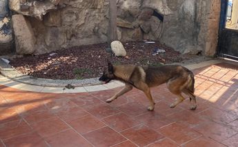 El perrito ya se encuentra en la vivienda de la oficial. | Telediario Especial