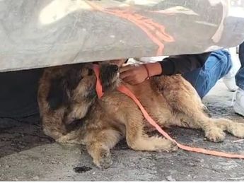Barbitas, perrita sobreviviente al incendio de la Central de Abastos de Toluca | Mellissa López