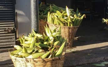 Incrementa el precio del elote en Jalisco / Roberto Hurtado