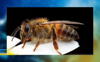 Las abejas africanas se comportan con mayor agresividad con picaduras en personas y animales | Especial