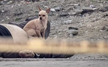 Perrito junto a su dueño muerto Tijuana