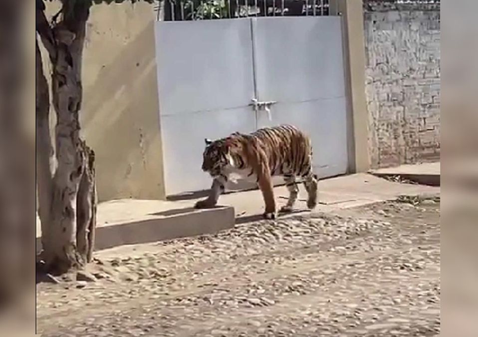 Tigre de bengala captado en las calles de Nayarit / Especial