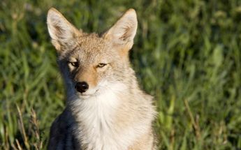 Coyote | Especial