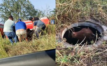 Bomberos y voluntarios trabajaron para rescatar a la vaquilla que había quedado atrapada en un hoyo / Facebook Earth Mission