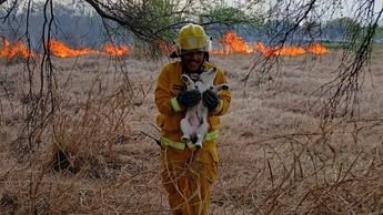 Rescate de perritos en la Carretera Nacional | Especial