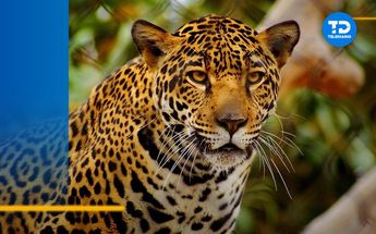 Día Mundial de la Conservación del Jaguar.