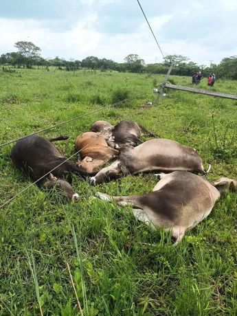 Vacas quedaron tendidas tras morir electrocutadas en San Andrés Tuxtla, Veracruz / Especial