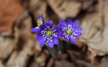 El crecimiento de flores poco comunes en el predio de investigación será clave / Pixabay
