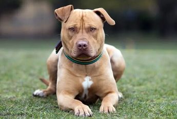 Hombre ataca con manchete a perro pitbull en León / Especial