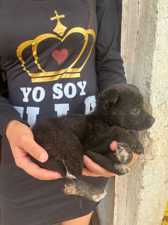 La única perrita que lograron rescatar tras el incendio fue llamada Osa | Telediario