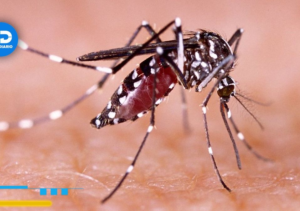 Dengue | Especial
