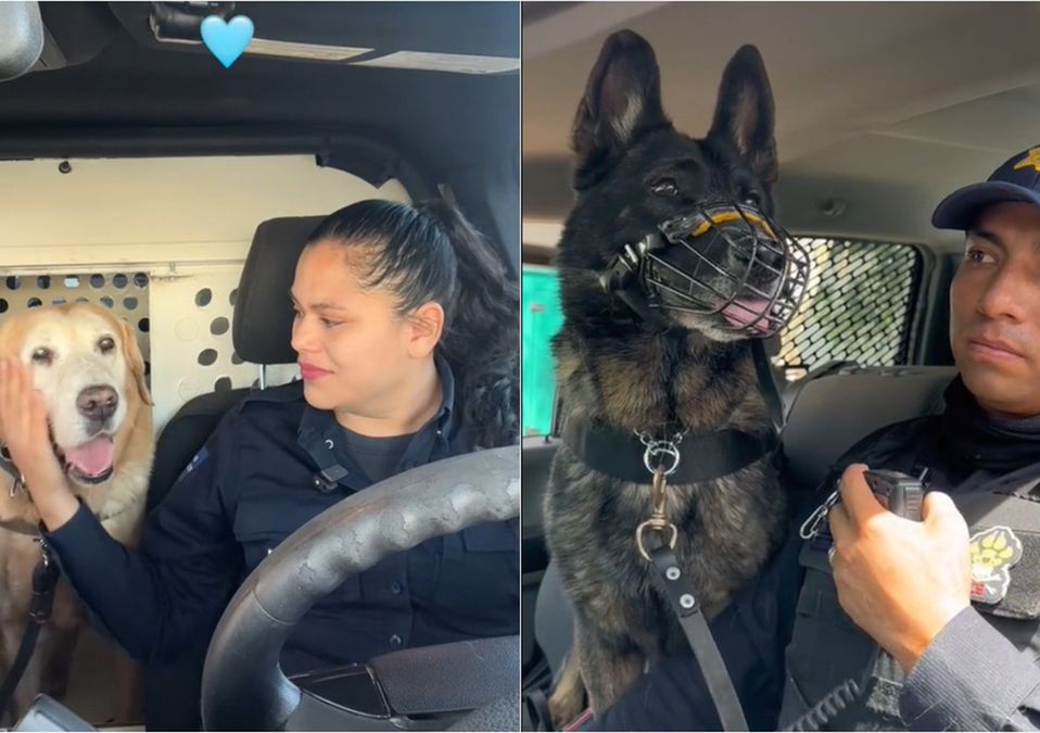 Bubu y Payler trabajaron duro durante muchos años y hoy podrán descansar / TikTok @tonoastiazaran y @luisbnava
