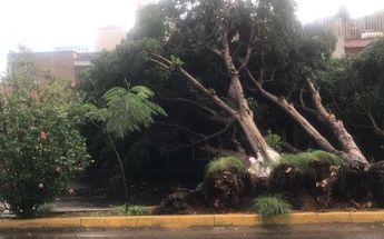 Árboles caídos en la colonia Las Águilas / Juan Carlos Munguía