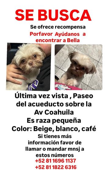 Durante las primeras horas del lunes, en redes sociales se dio a conocer un cartel con las características del perrito / Especial
