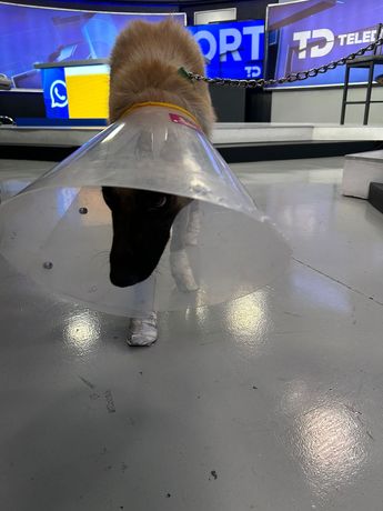 Perrito arrastrado en Tlaquepaque visita TD Guadalajara/ Sergio Ortiz