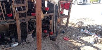 Corrales con gallos, pollo y gallinas que fueron arrojados a la basura | Telediario