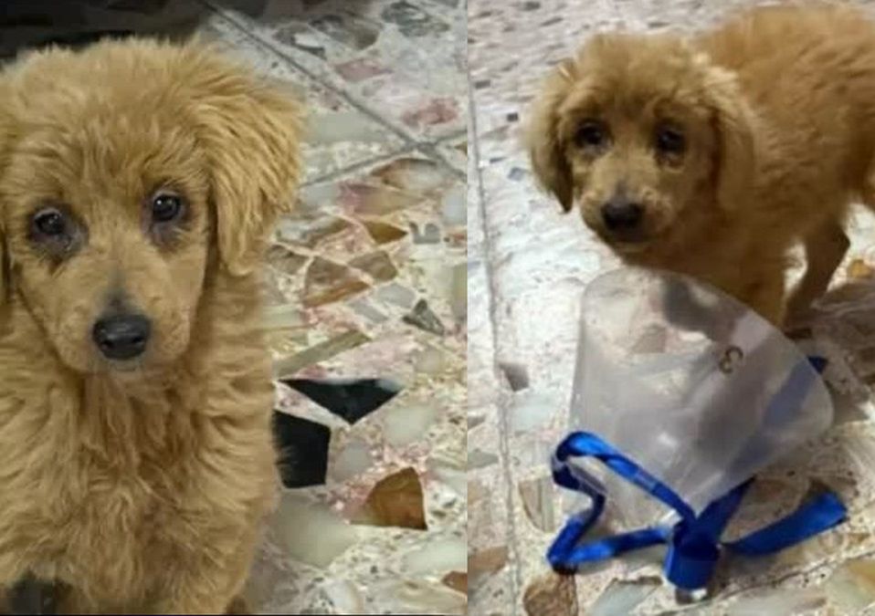 Anastasia fue rescatada y actualmente viven con una nueva familia | Adopta un Ángel