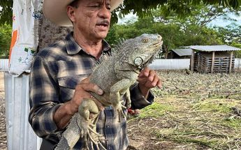 La iguana verde es una especie oriunda de Chiapas | Abraham Jiménez López