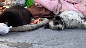Perritos acompañando a su dueño fallecido en Zapopan | Telediario