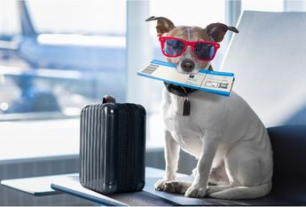 El perrito que quiera viajar debe cumplir con ciertos requisitos / Archivo.