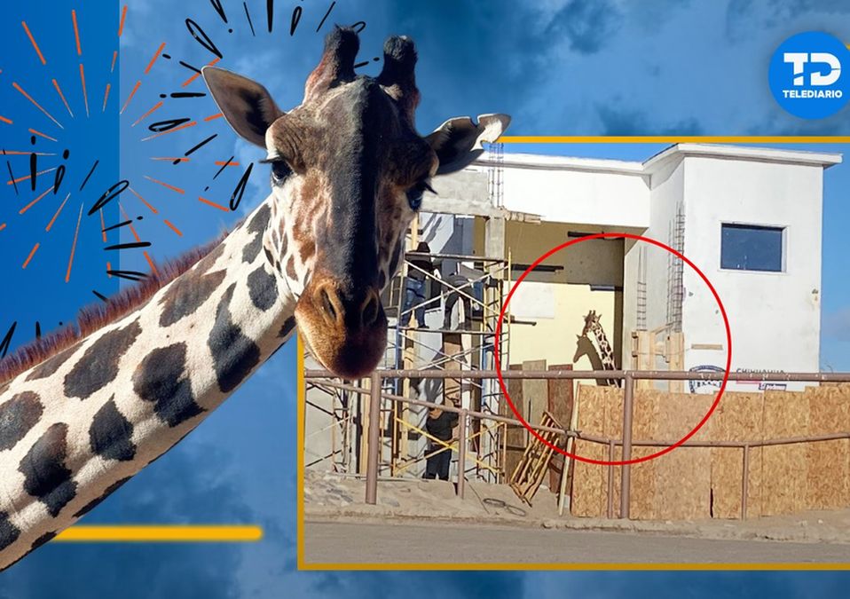 Jirafa Benito es rescatada del frío extremo en Chihuahua y llegará a Africam Safari en Puebla / Blanca Elizabeth Carmona / Especial