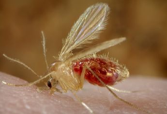 Así son los jejenes, mosquitos que abundan en Nuevo León. | Especial