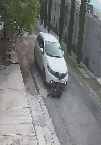El conductor de un vehículo Fiat color blanco habría embestido de manera intencional al animal.