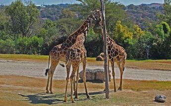 Africam Safari cuenta con varios grupos de jirafas y en uno de ellos se integrará la jirafa Benito / Melanie Torres