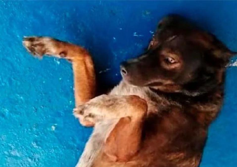 Perrita Bella se quedará en México