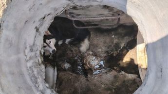 El Husky no presentó ninguna herida y vecinos de la zona se hicieron cargo de el tras ser recatado | Policía de Zapopan