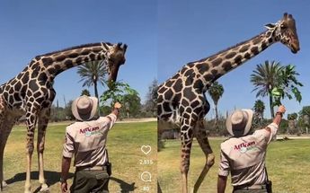 Frank Carlos Camacho intenta alimentar a la jirafa Benito con hojas en Africam Safari / Instagram