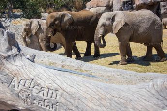 Elefantes en Africam Safari / Andrés Lobato