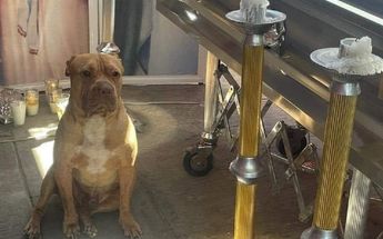Rocko en el funeral de su dueño