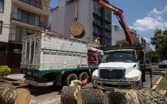 Los residuos de las palmeras se llevan al vivero Nezahualcóyotl para su óptimo control / Jesús Quintanar