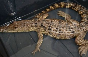 Se mantiene un operativo de monitoreo para descartar la presencia de otro cocodrilo en la presa Palo Blanco.