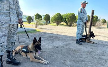 Perros de la Guardia Nacional. | Pedro Delgado