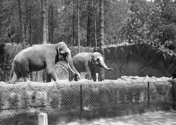 El 6 de julio de 1923 se colocó la primera piedra del Zoológico de Chapultepec/ Fototeca Milenio