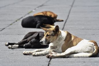 Refugios e institutos buscan preservar la vida de perros y gatos que fueron abandonados a su suerte / Agencia Cuartoscuro