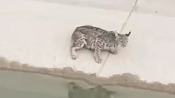 Estos felinos optan por bajar a las orillas de los ejidos en busca de agua luego de las recientes lluvias.