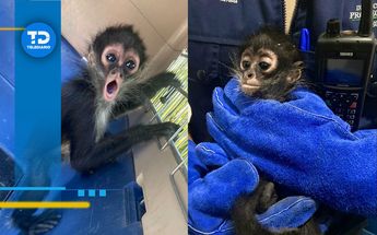 Cría de mono araña es rescadato deambulando por el bulevar Mariano Escobedo de León